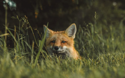 IPBES alerta sobre la salidas al COVID