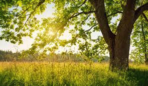 Naciones Unidas identifica 6 conexiones entre la naturaleza y el COVID